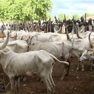 Very large cow (300kg – 350kg)